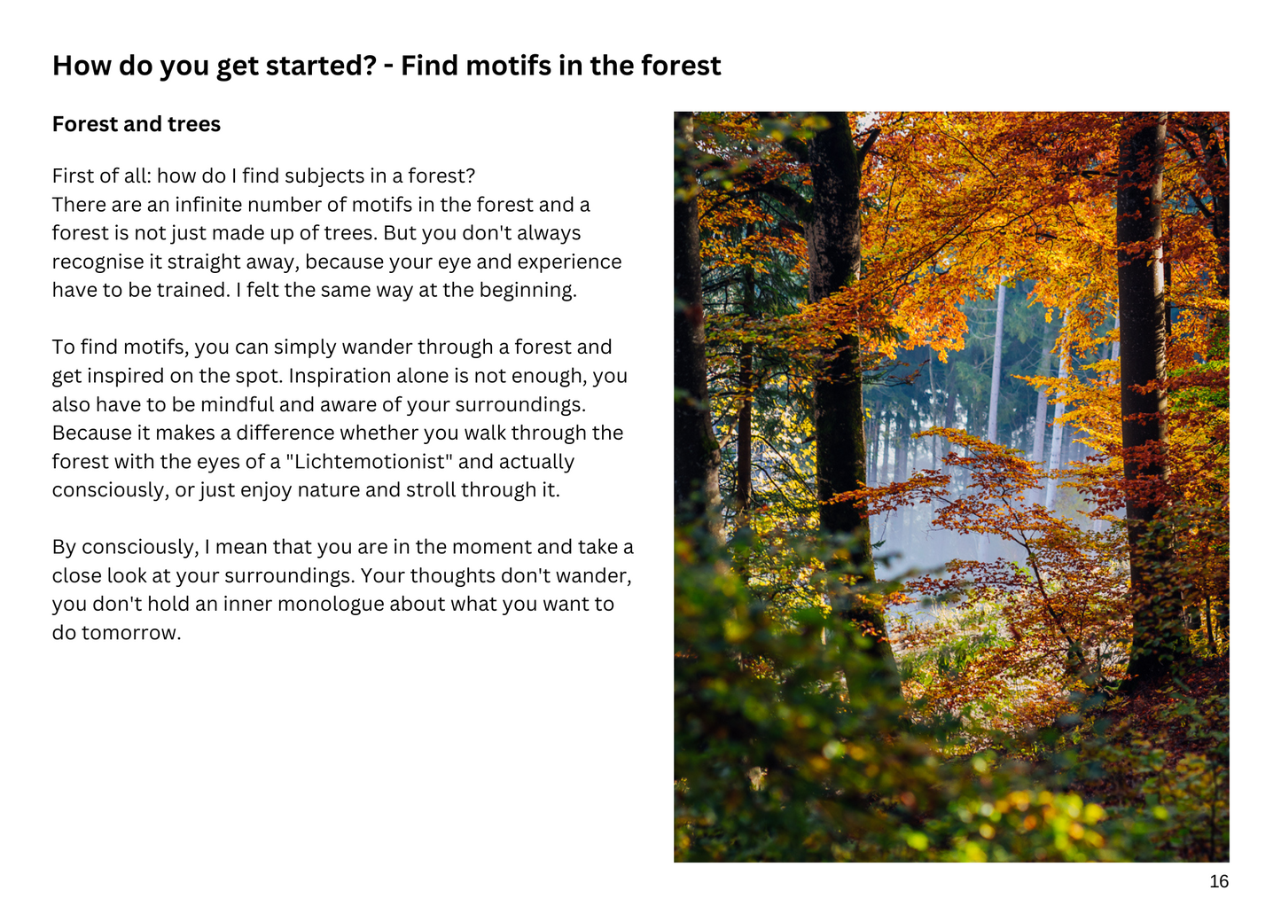 E-Book - Photography course for mystical forests and trees - Part 1