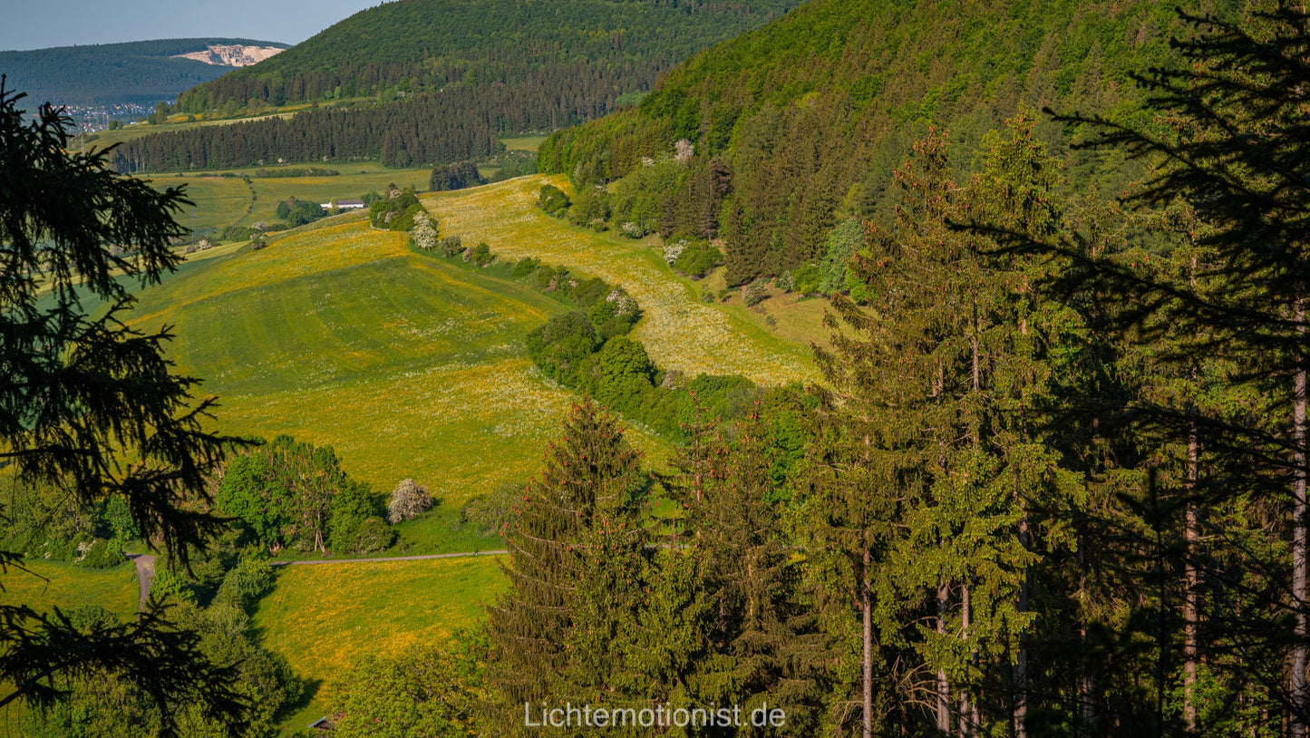 Blühende Wiesen am Fürstenberg