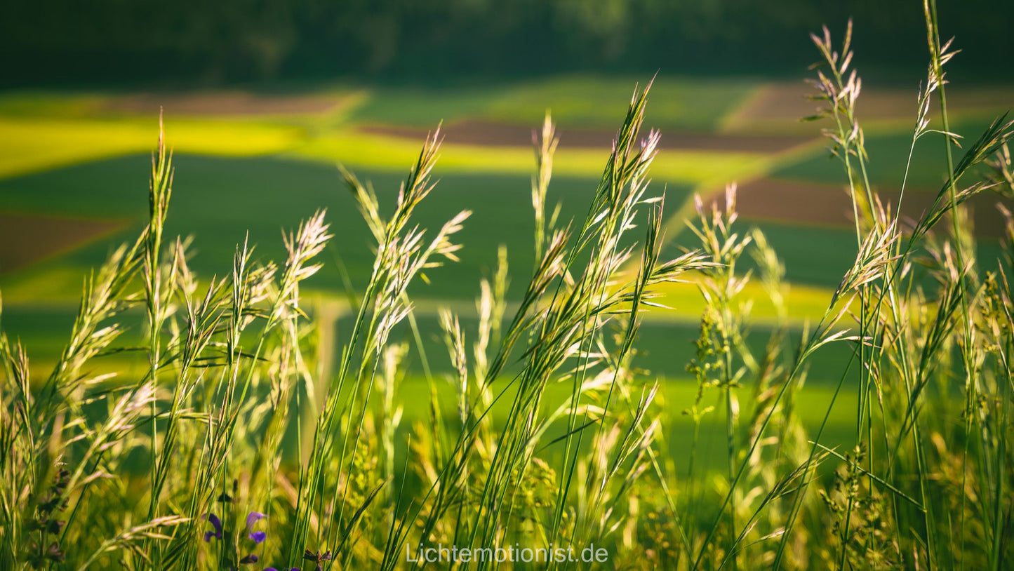Sommergräser im Abendlicht am Fürstenberg