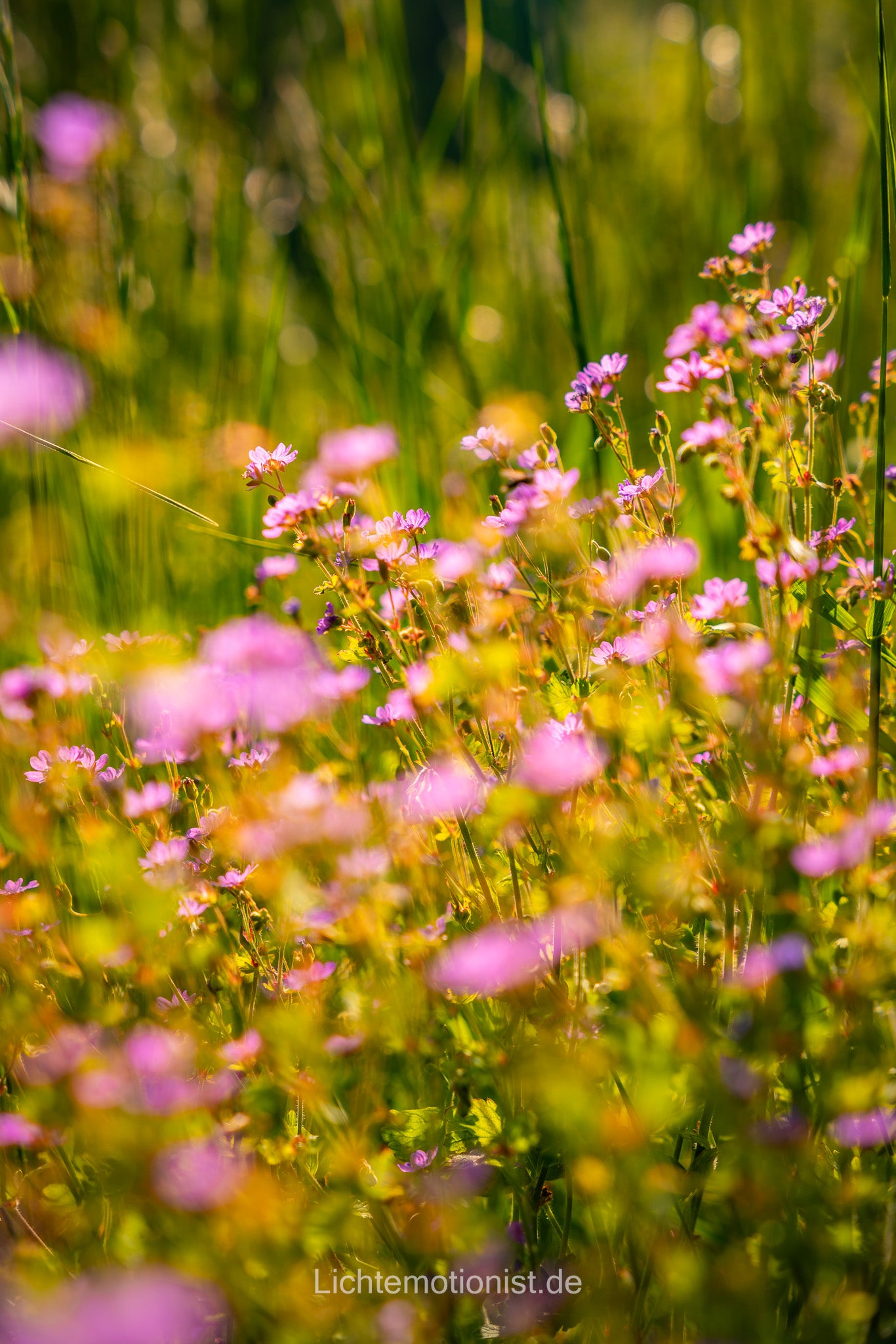 Sommerblumen im goldenen Licht