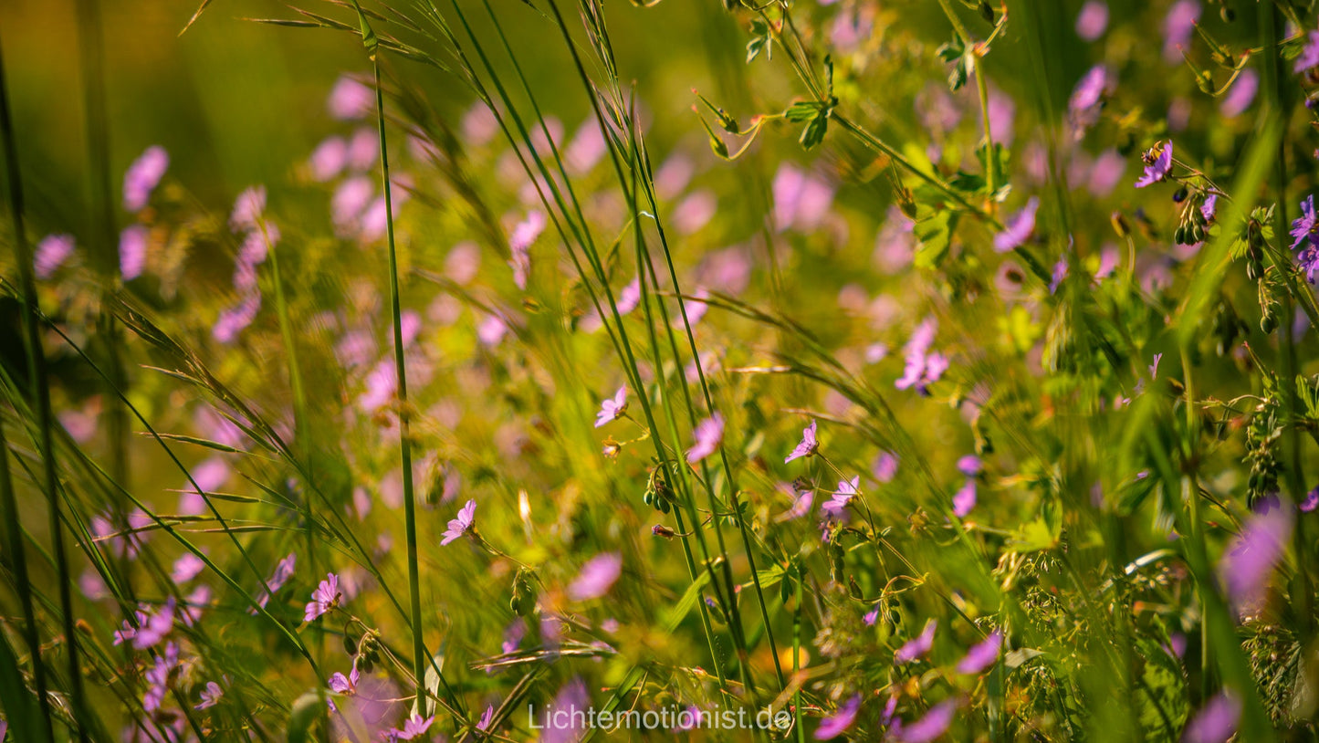 Zarte Blüten im Sommerlicht