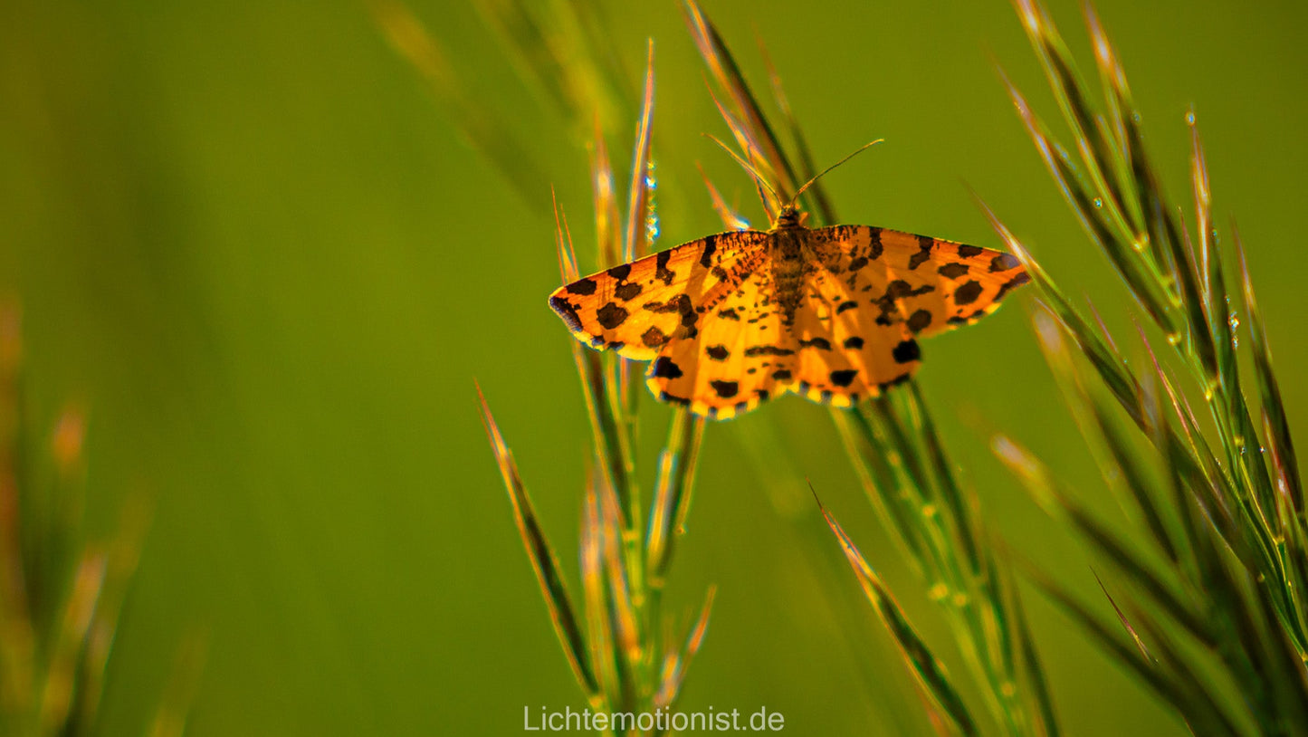 Leuchtender Schmetterling auf Wiesengräsern