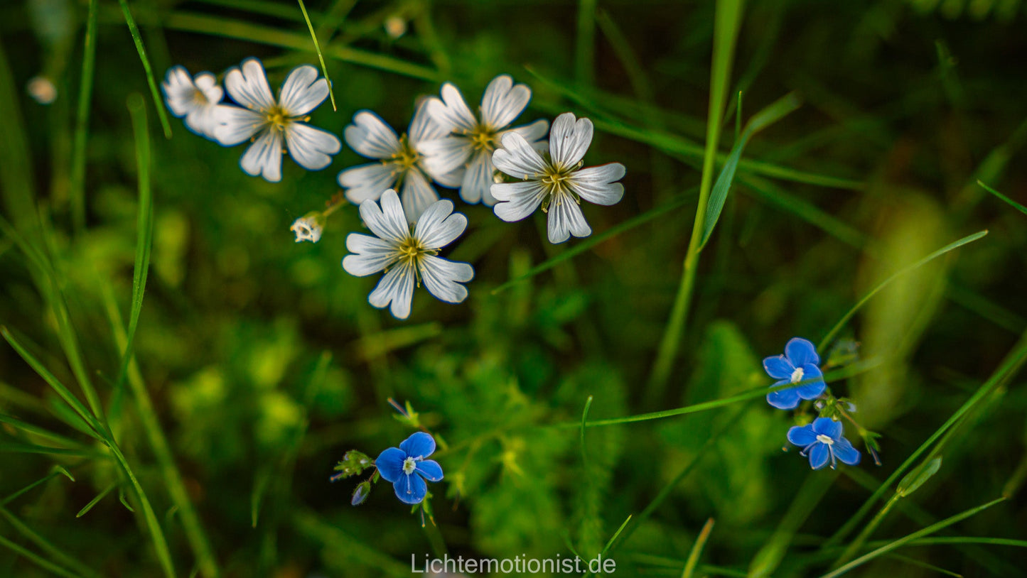 Weiße Sternmiere und blauer Ehrenpreis