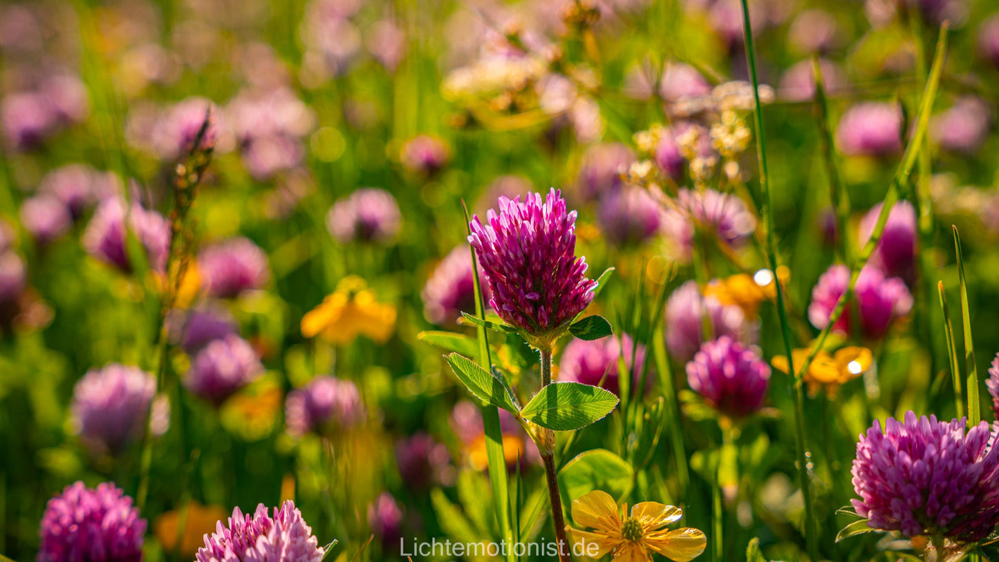 Klee und Butterblumen im Sommerlicht