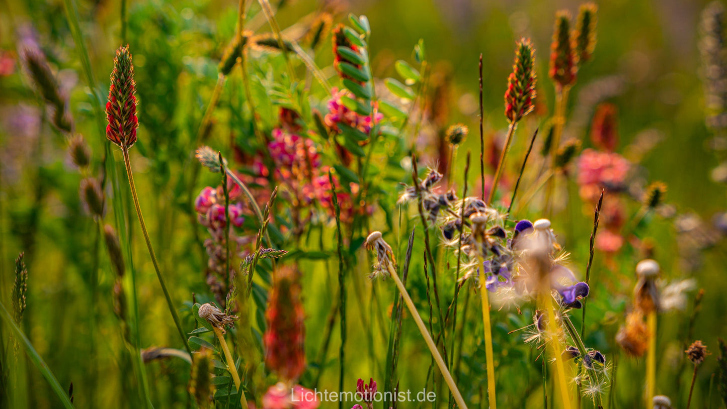 Sommerliche Blumenwiese in bunten Farben