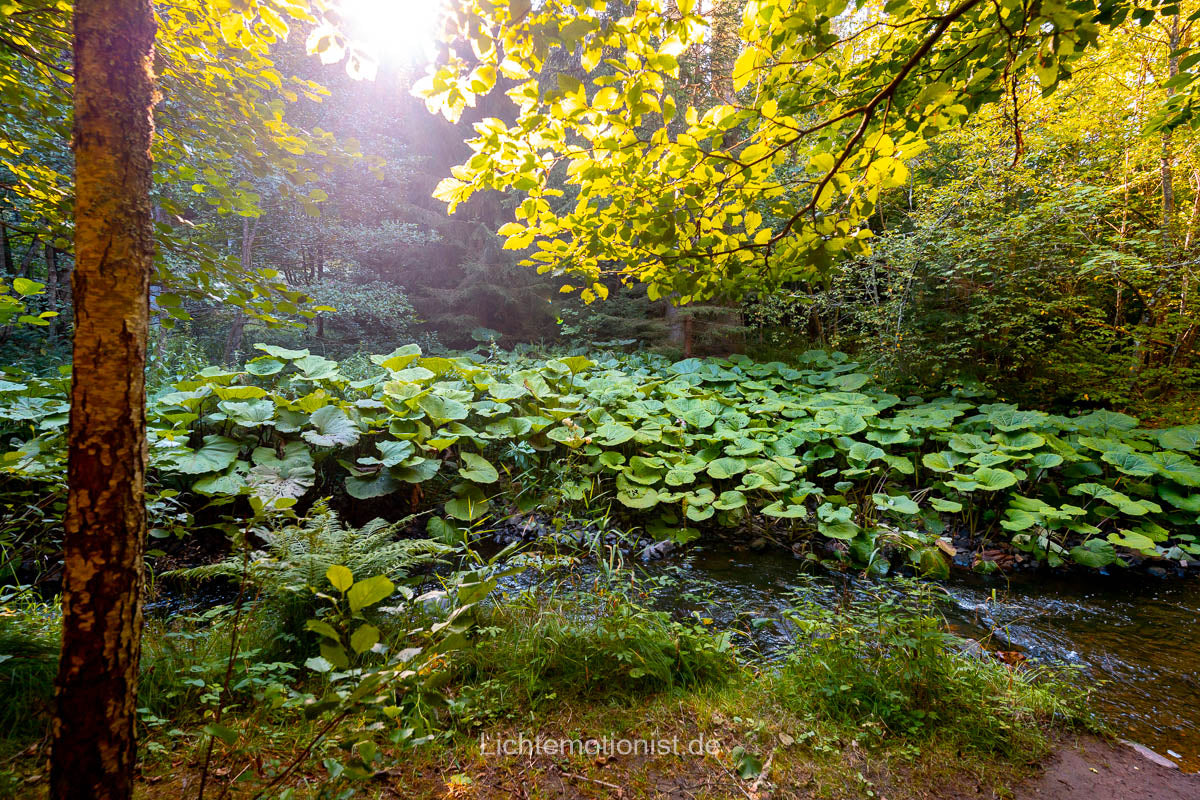 Im Licht des Schwarzwaldes