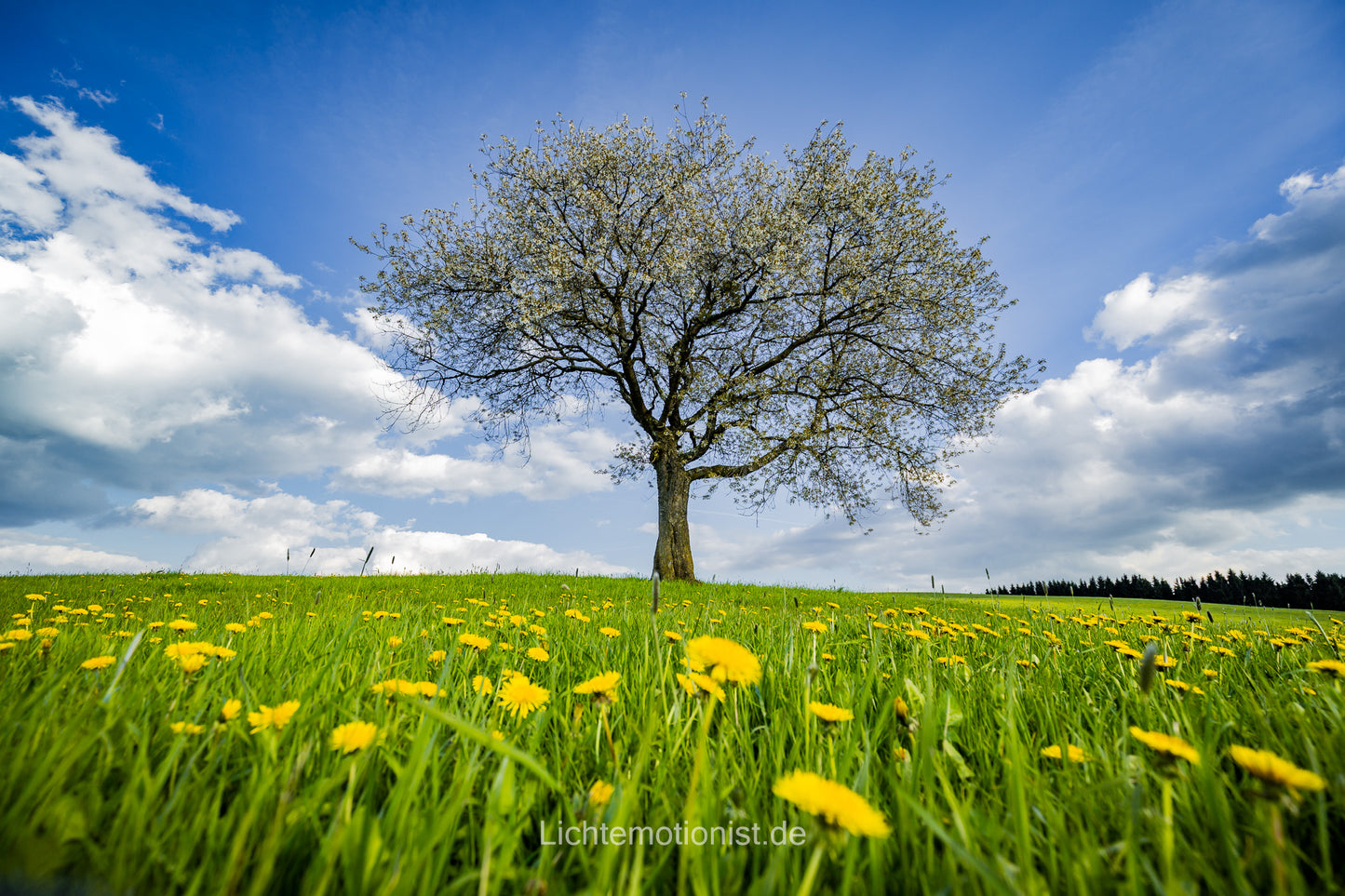Frühlingserwachen unter blauem Himmel (3)