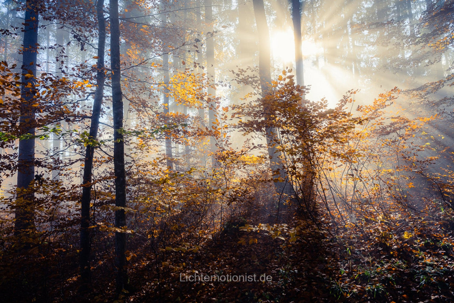 Erleuchtung des herbstlichen Laubwaldes