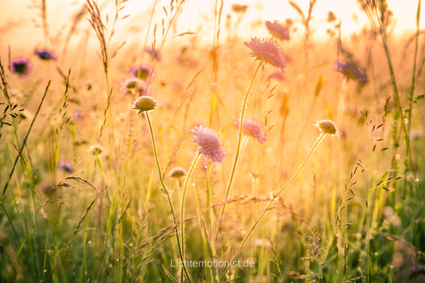 Goldene Morgenstimmung über der Wildwiese