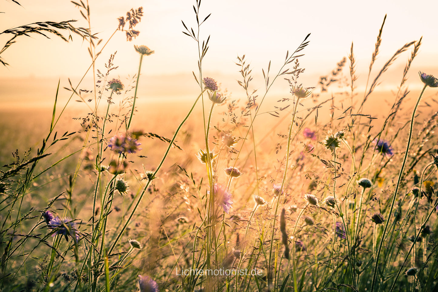Goldene Wildwiese im Morgendunst