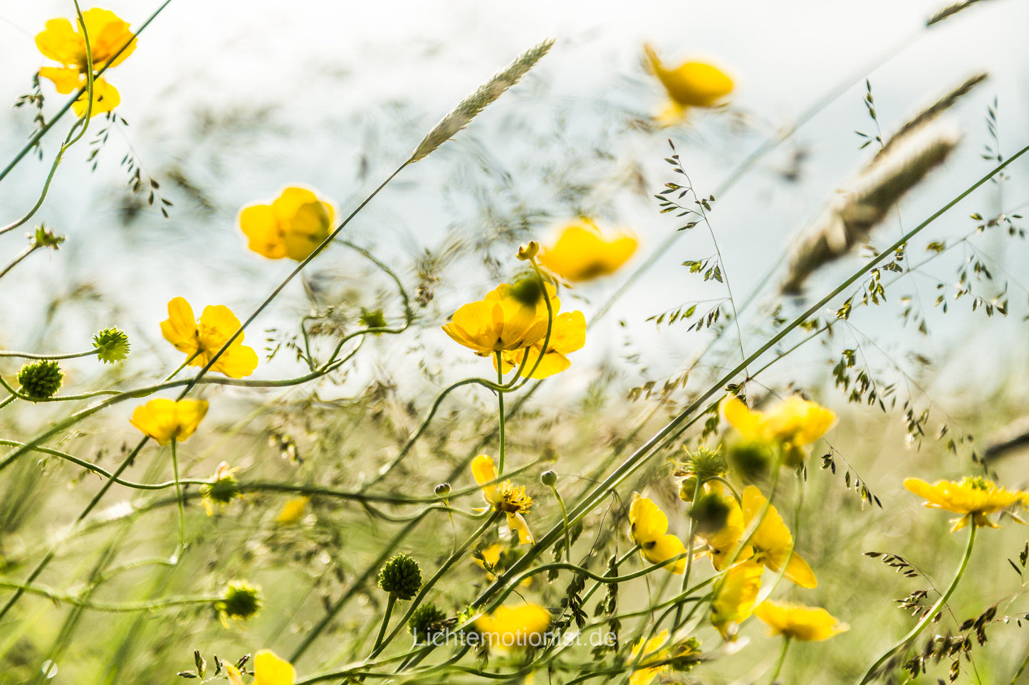 Dynamik der Blumenwiese