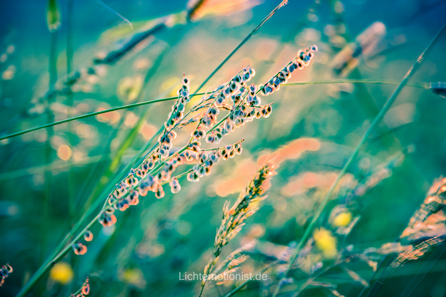 Sonnenstrahlen im Wind