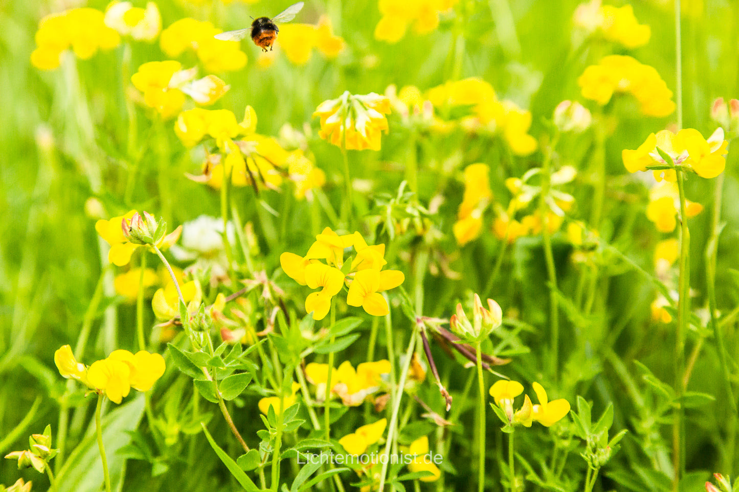 Hummelflug über die Blumenwiese
