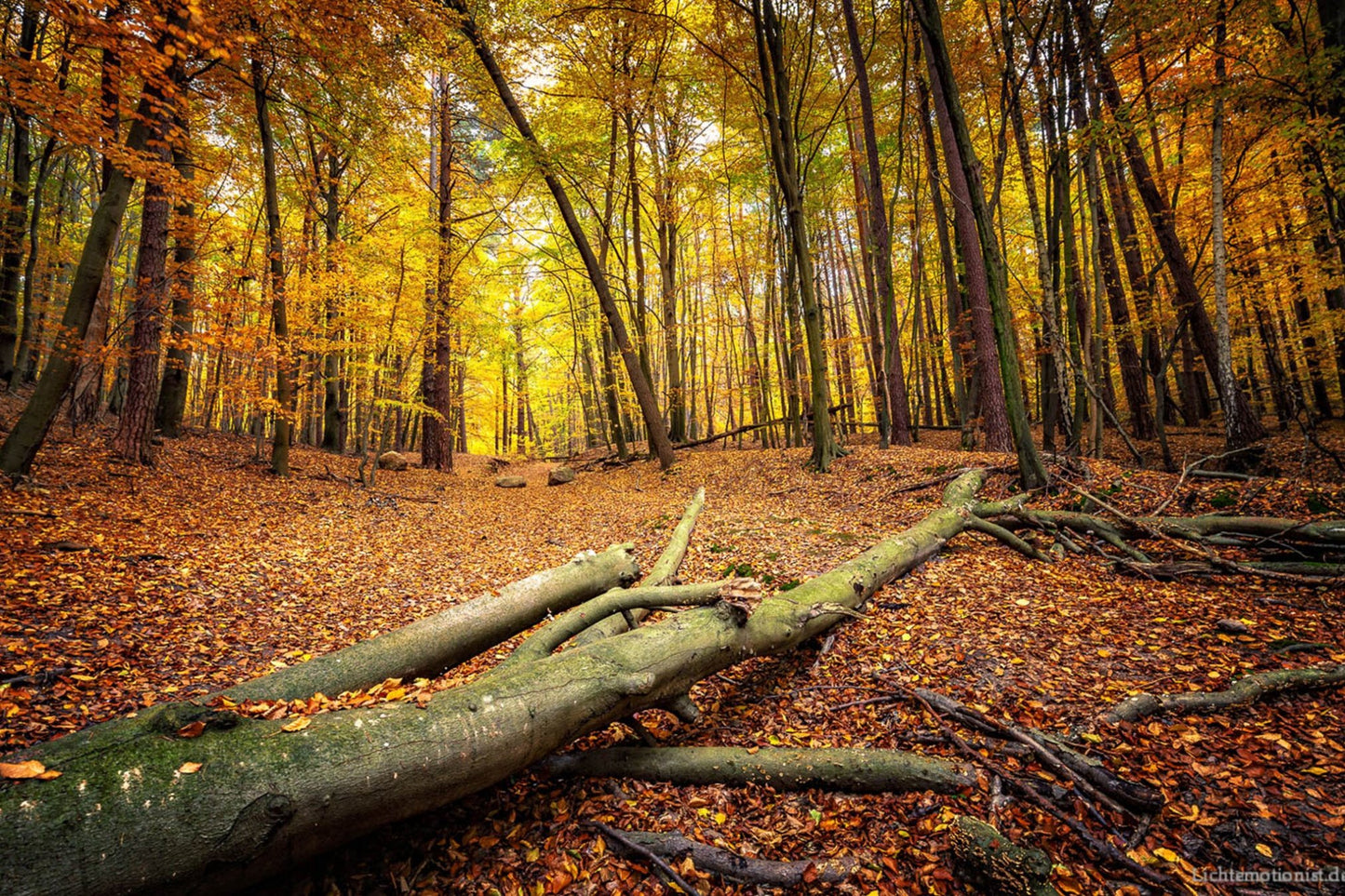 Details einer Lichtung im herbstlichen Laubwald