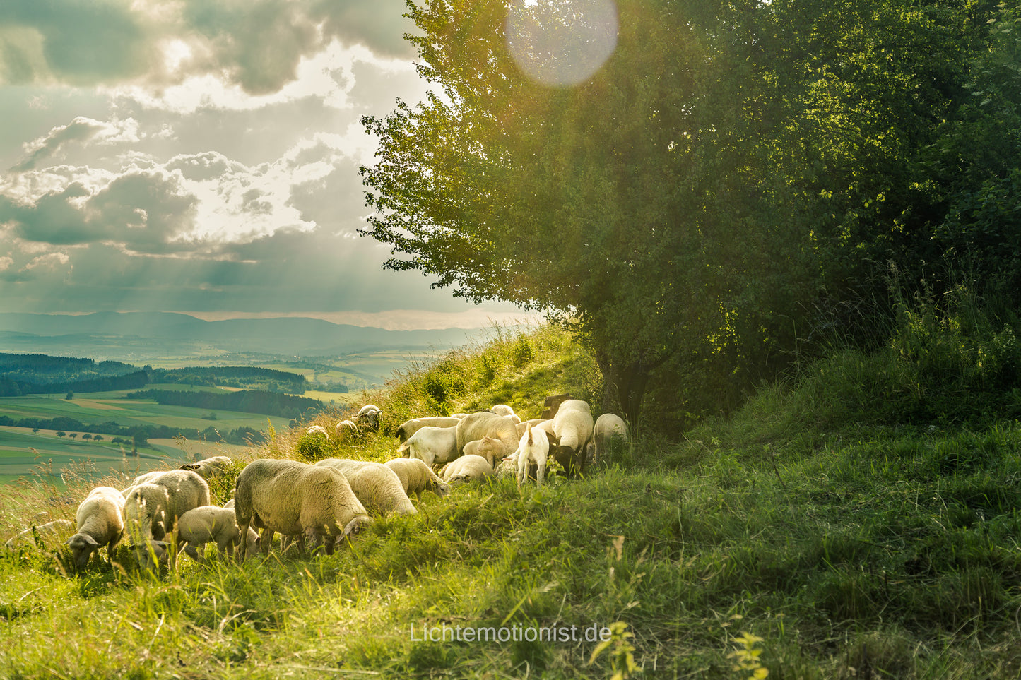 Weidende Schafe im goldenen Abendlicht
