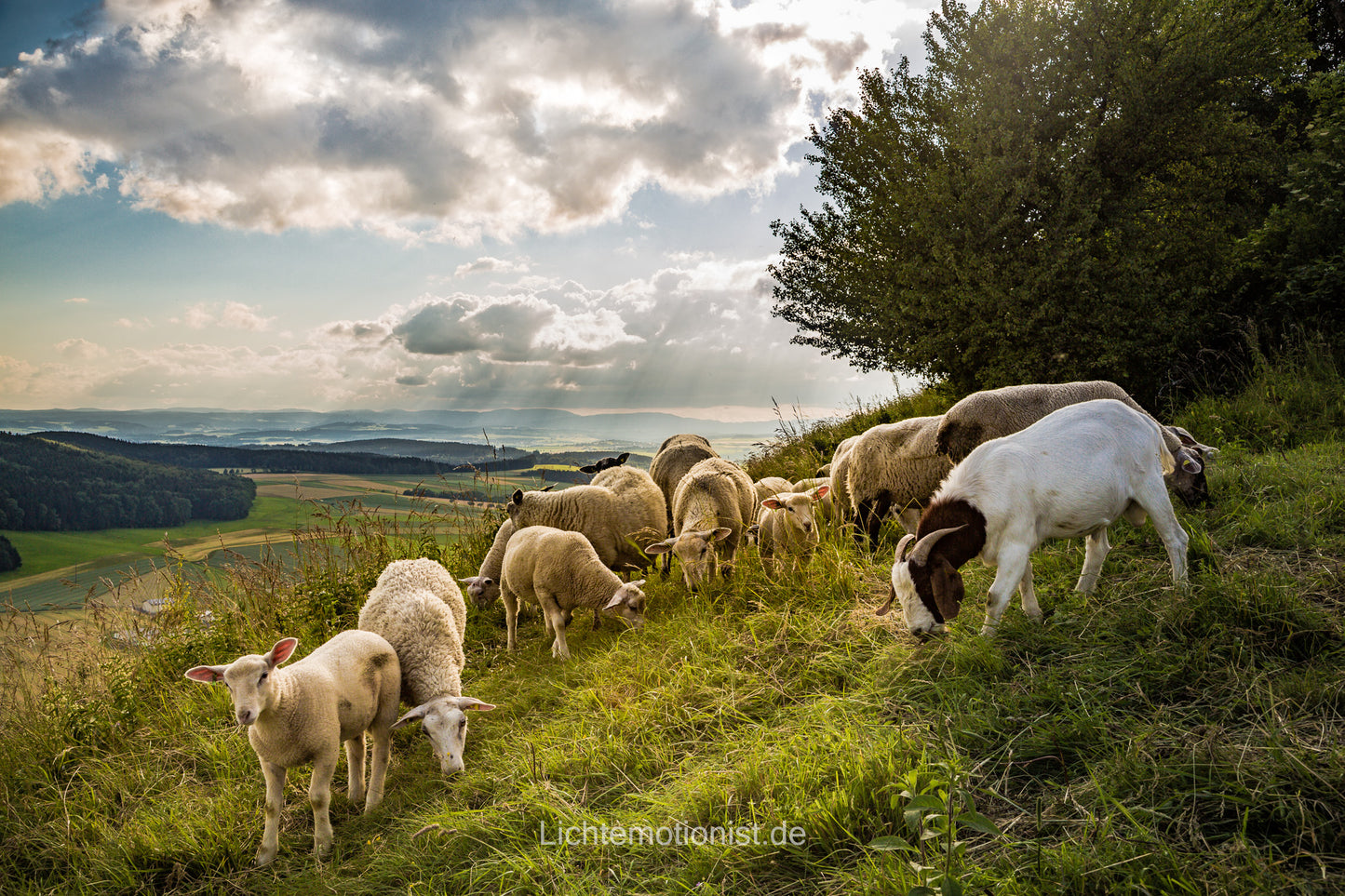 Schafe im Abendlicht