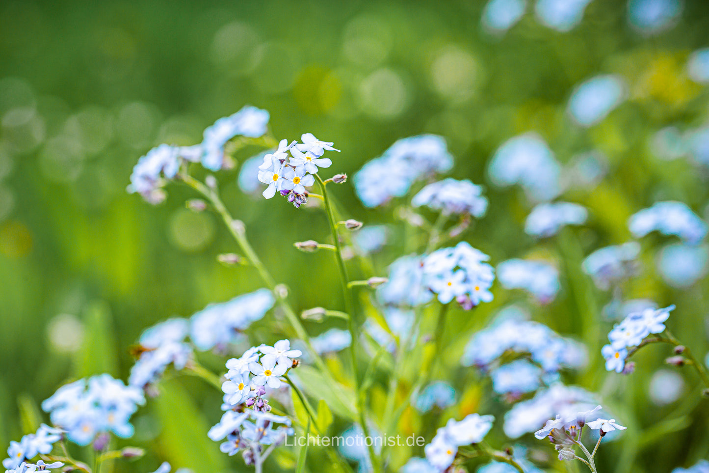 Vergissmeinnicht im sanften Fokus