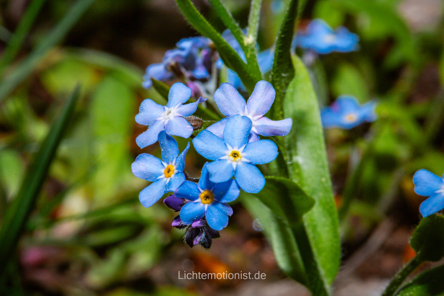 Vergissmeinnicht im Detail