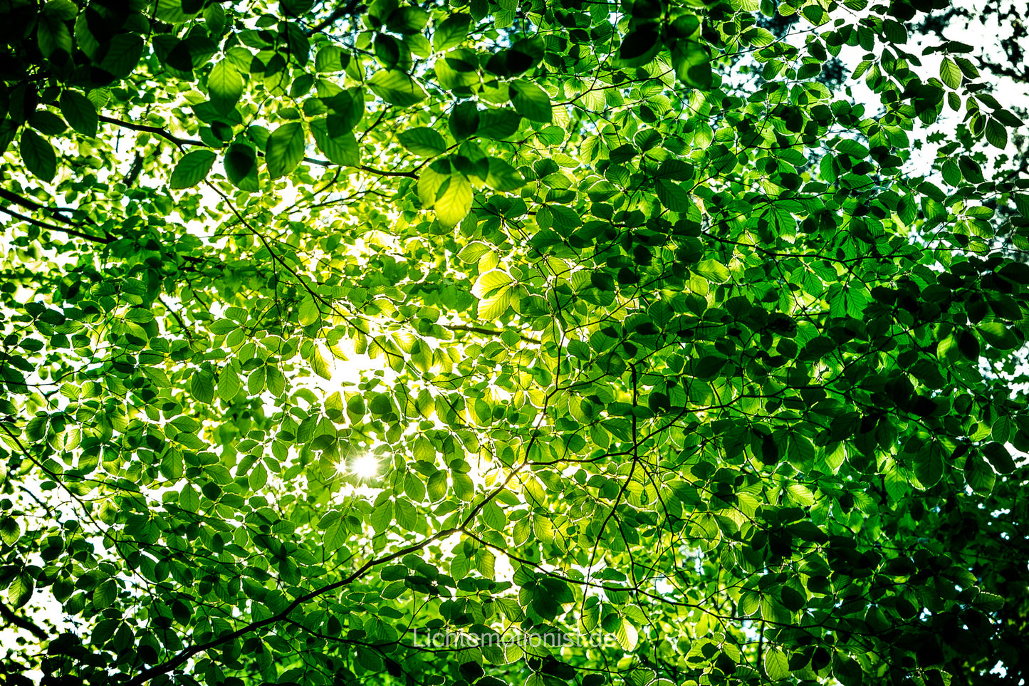 Buchenblätter im Sonnenlicht
