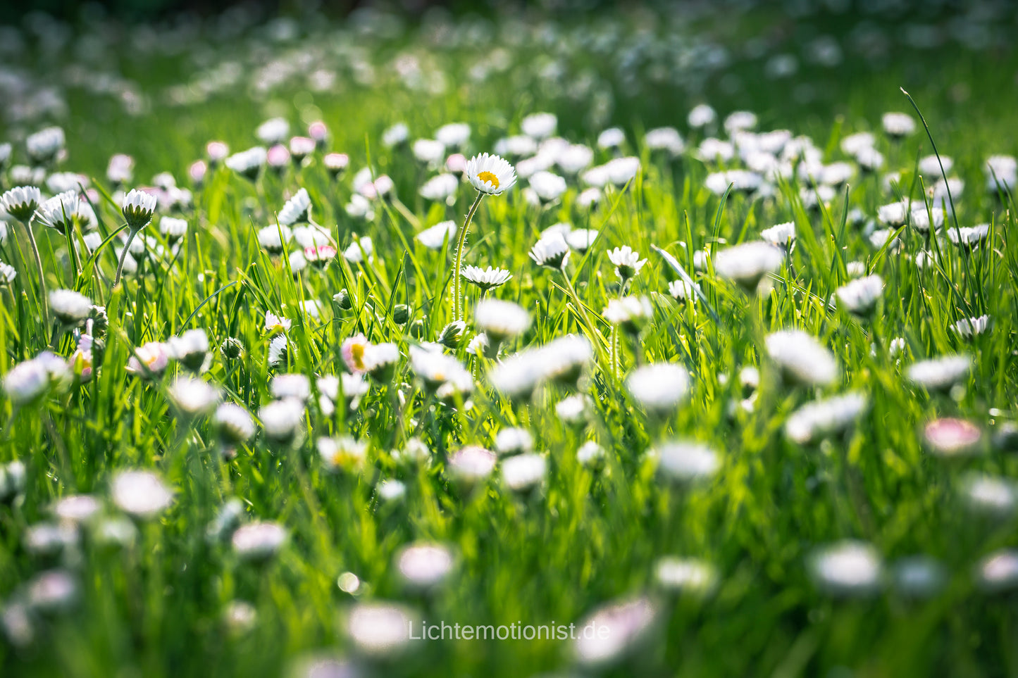 Gänseblümchen in der Sonne