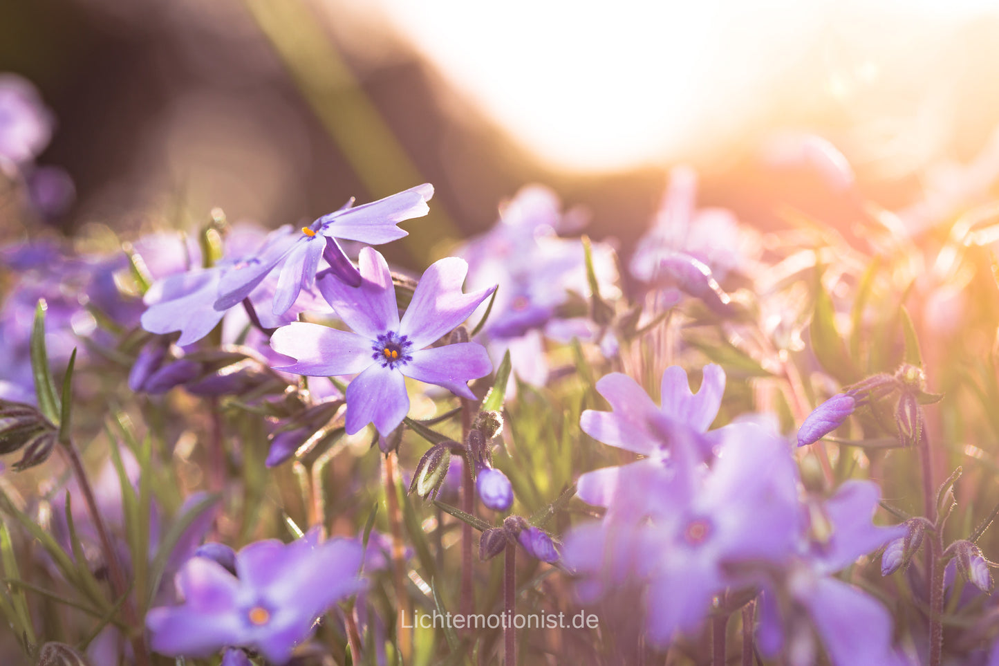 Polster-Phlox in sanfter Wärme