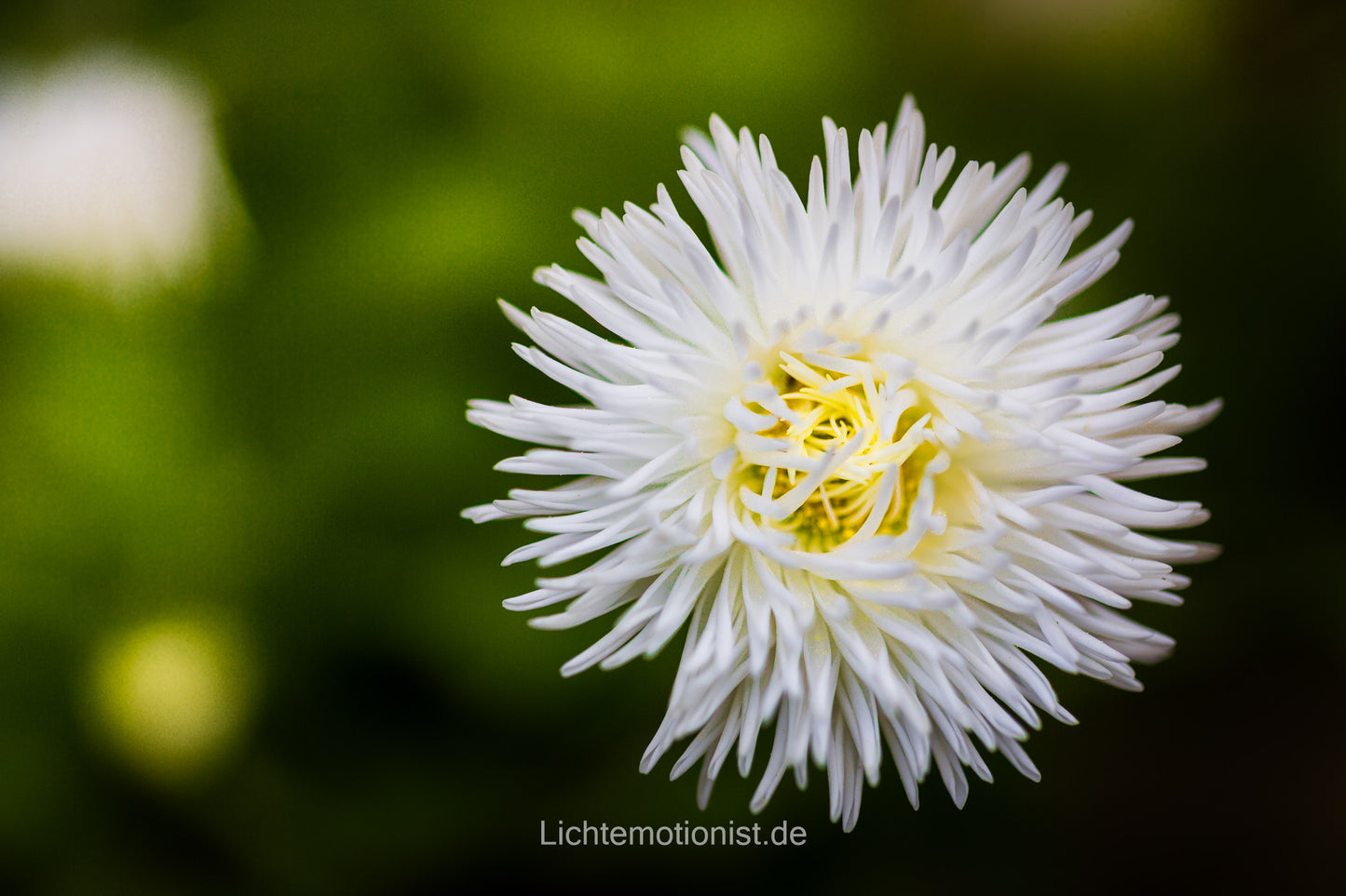Strahlende Dahlie vor dunklem Grün