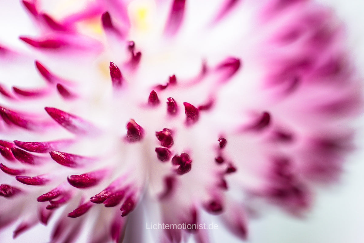 Blütendetails in Rosa und Weiß