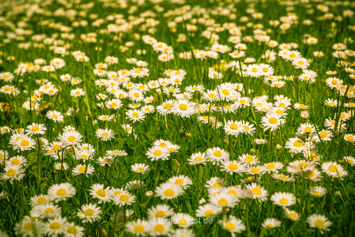 Frühlingspoesie (4)