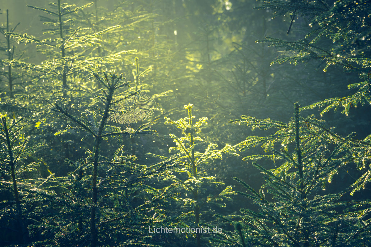 Sonnenstrahlen im Wald