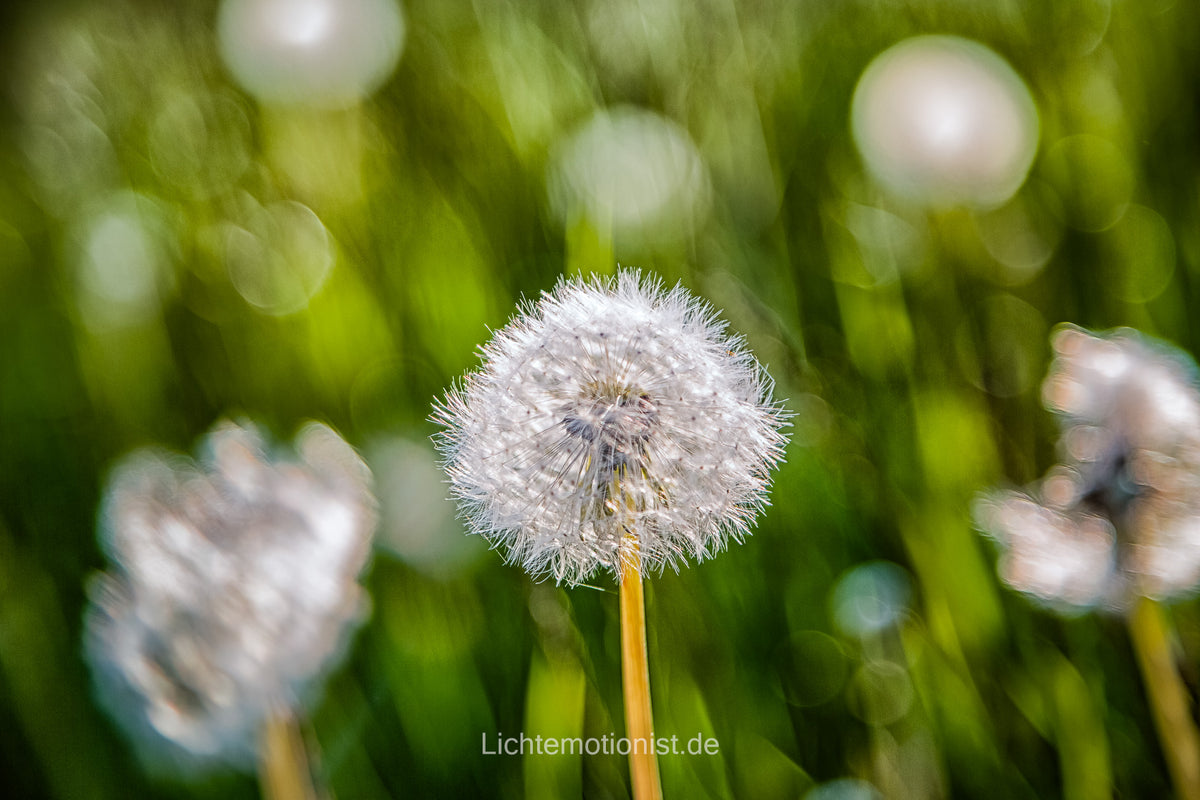 Schirmchen im Wind