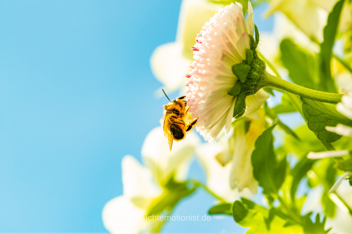 Biene auf Gänseblümchen