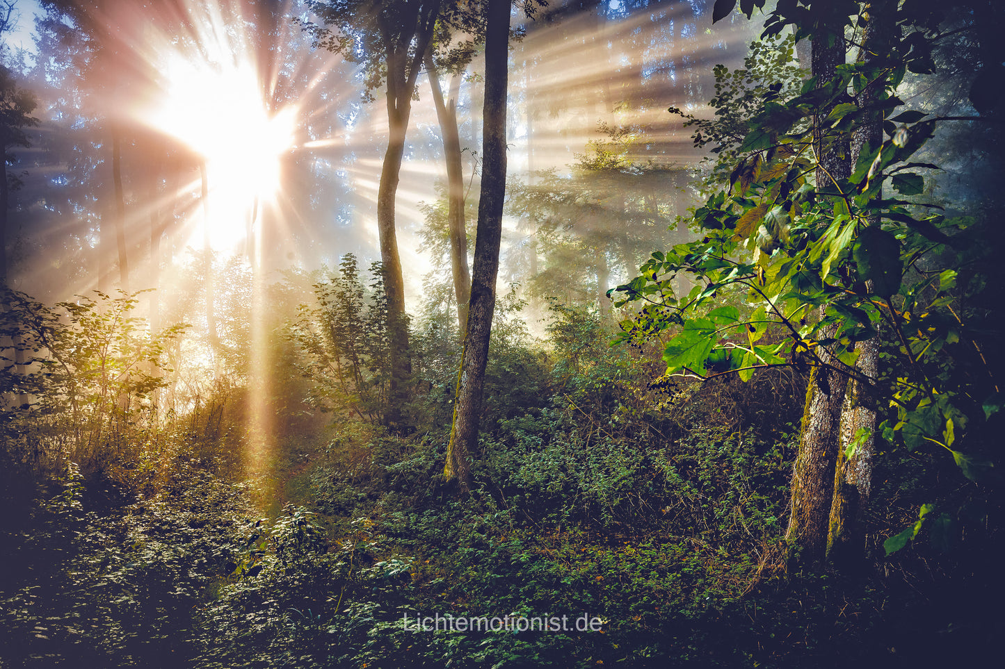 Goldene Morgenstrahlen im Laubwald