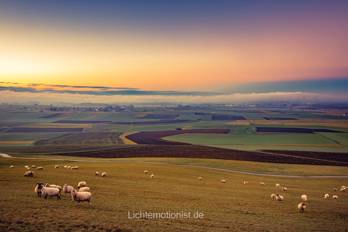 Morgenidylle mit Schafen