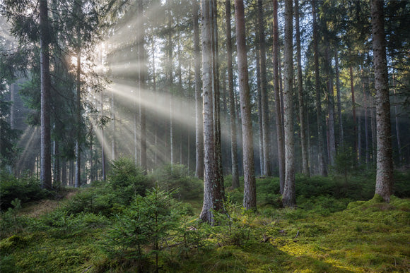 Nebel im Wald