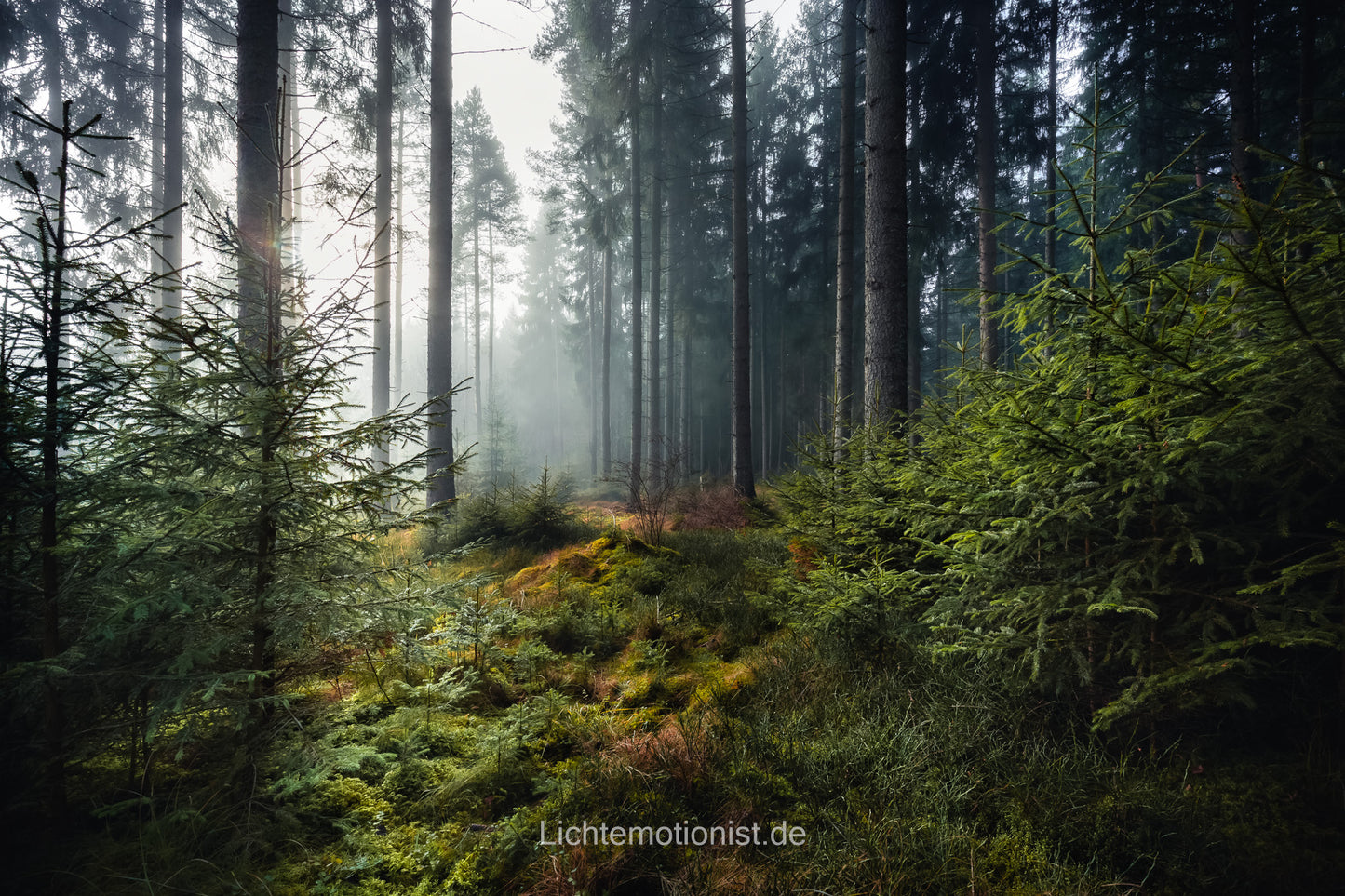 Farbenfroher Bewuchs im Nadelwald