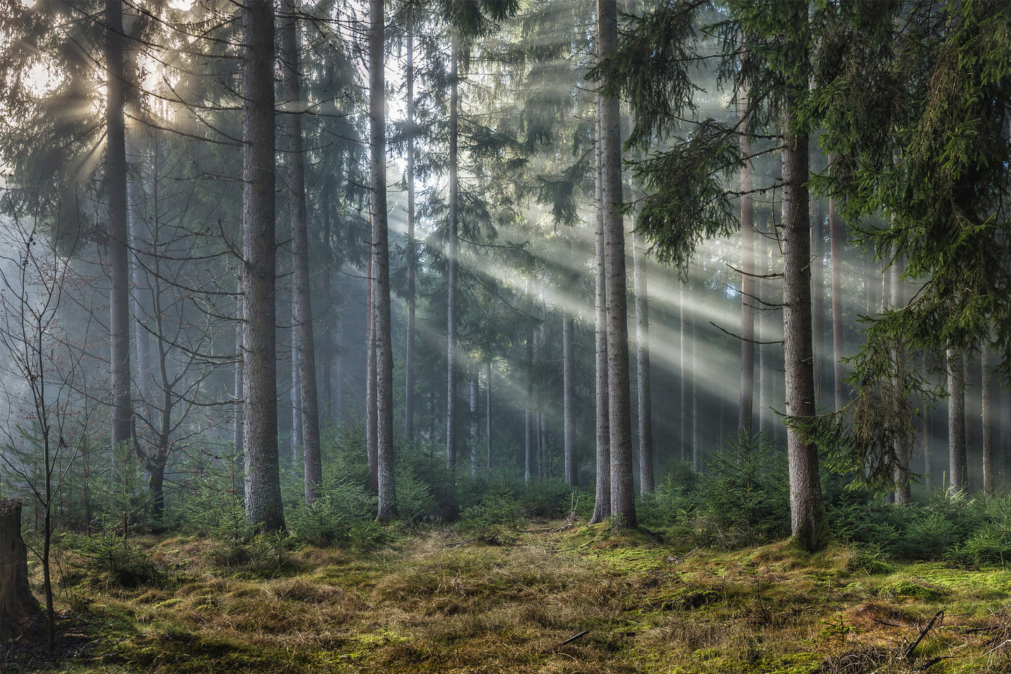 Nebel im Wald 2