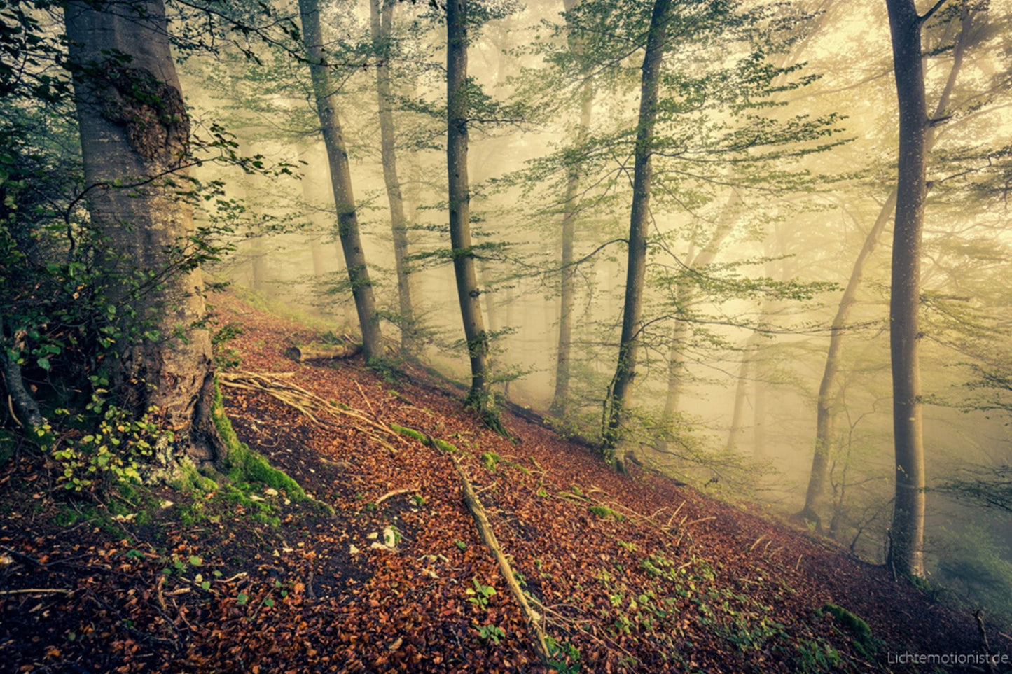 Goldener Nebel in Laubwald