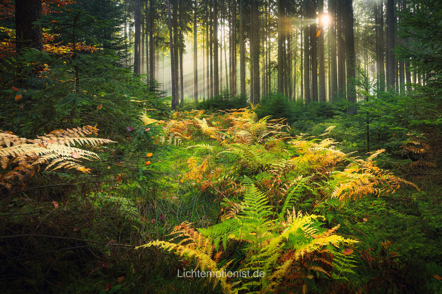 Leuchtende Kontraste