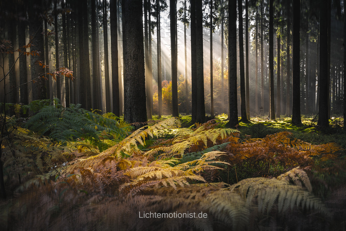 Farbenfroher Waldmorgen