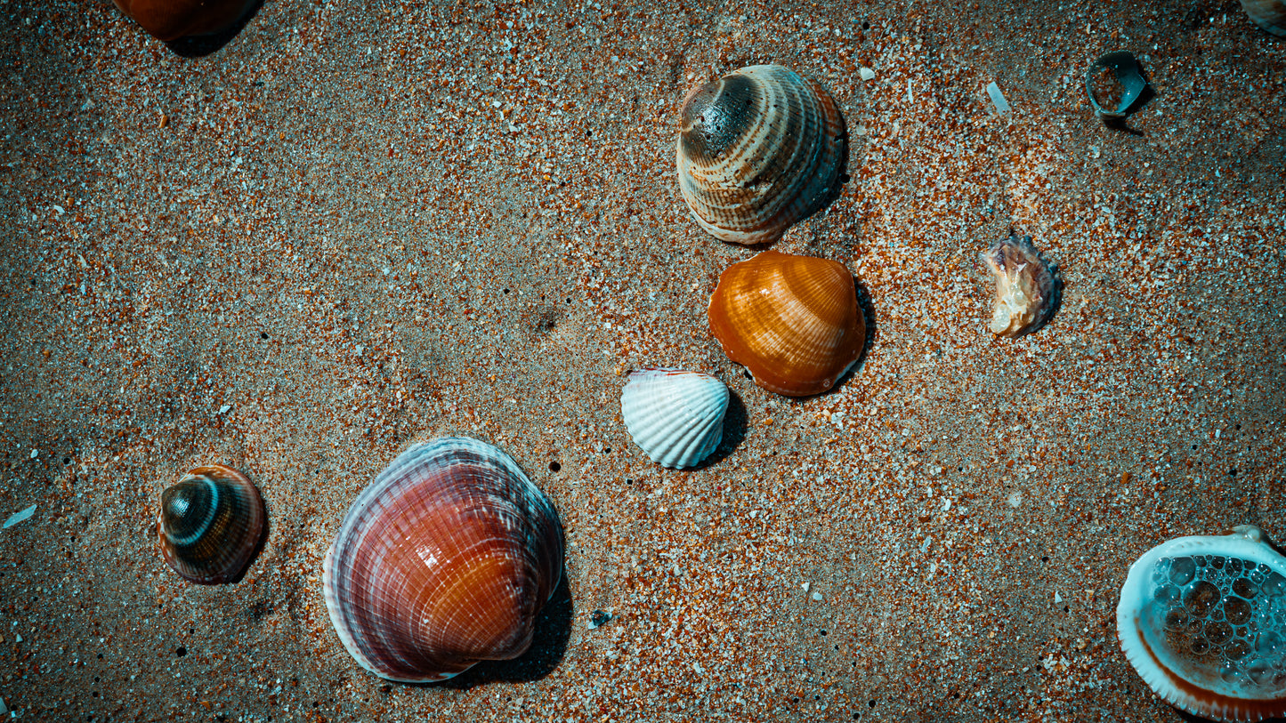 Farben der Muscheln