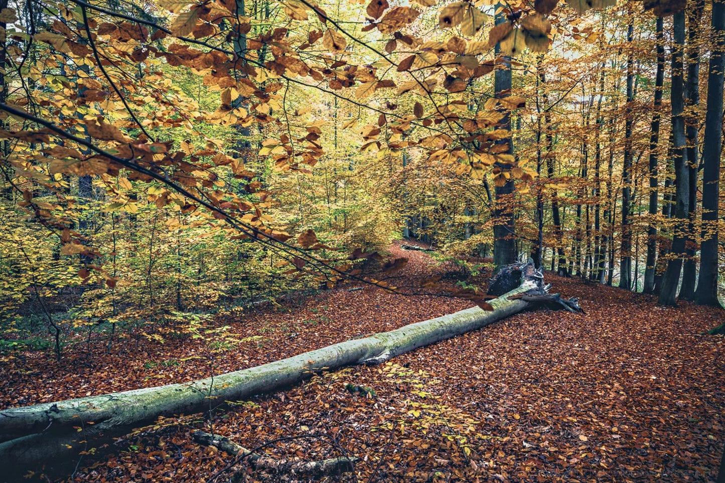 Umgestürzter Baum im herbstlichen Laubwald