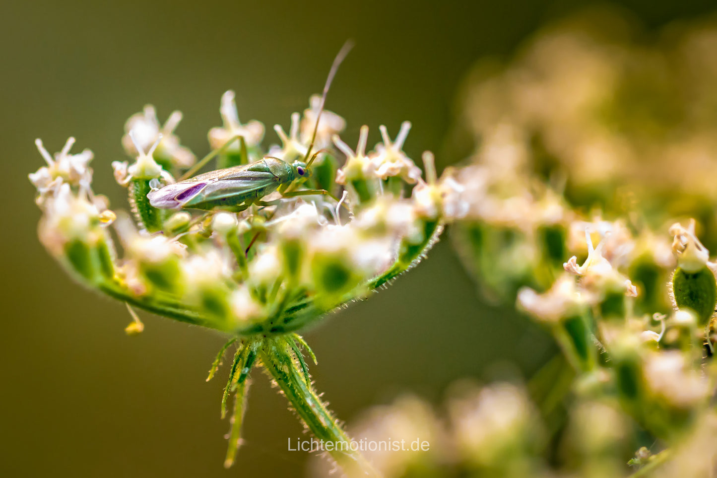 Wanze auf Blütendolde