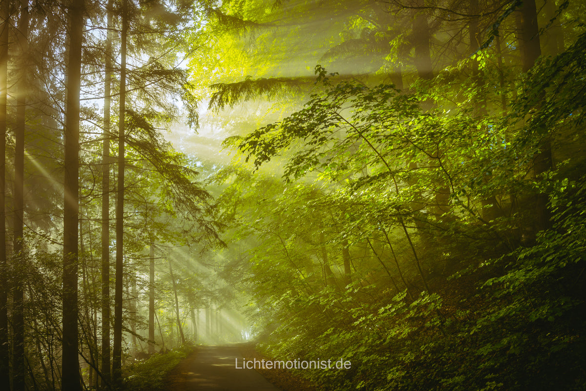 Zauberhaftes Morgenlicht im Wald (3)