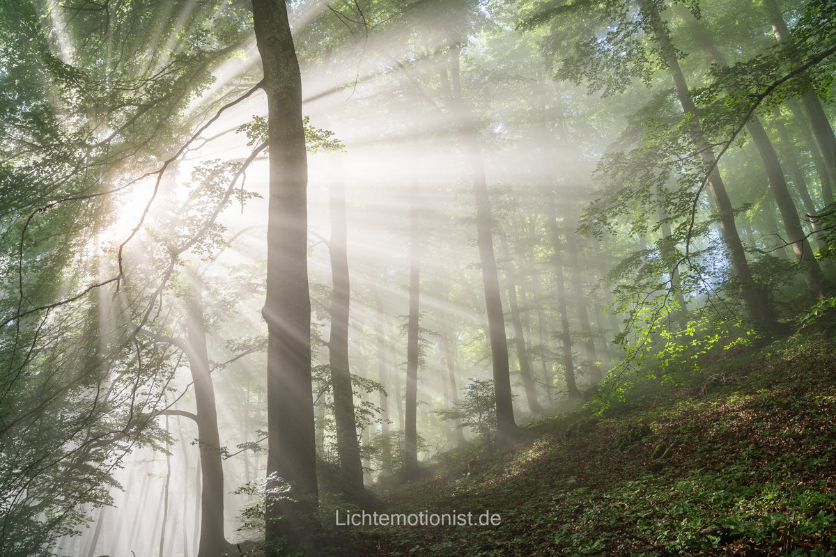 Zauberhaftes Morgenlicht im Wald (2)