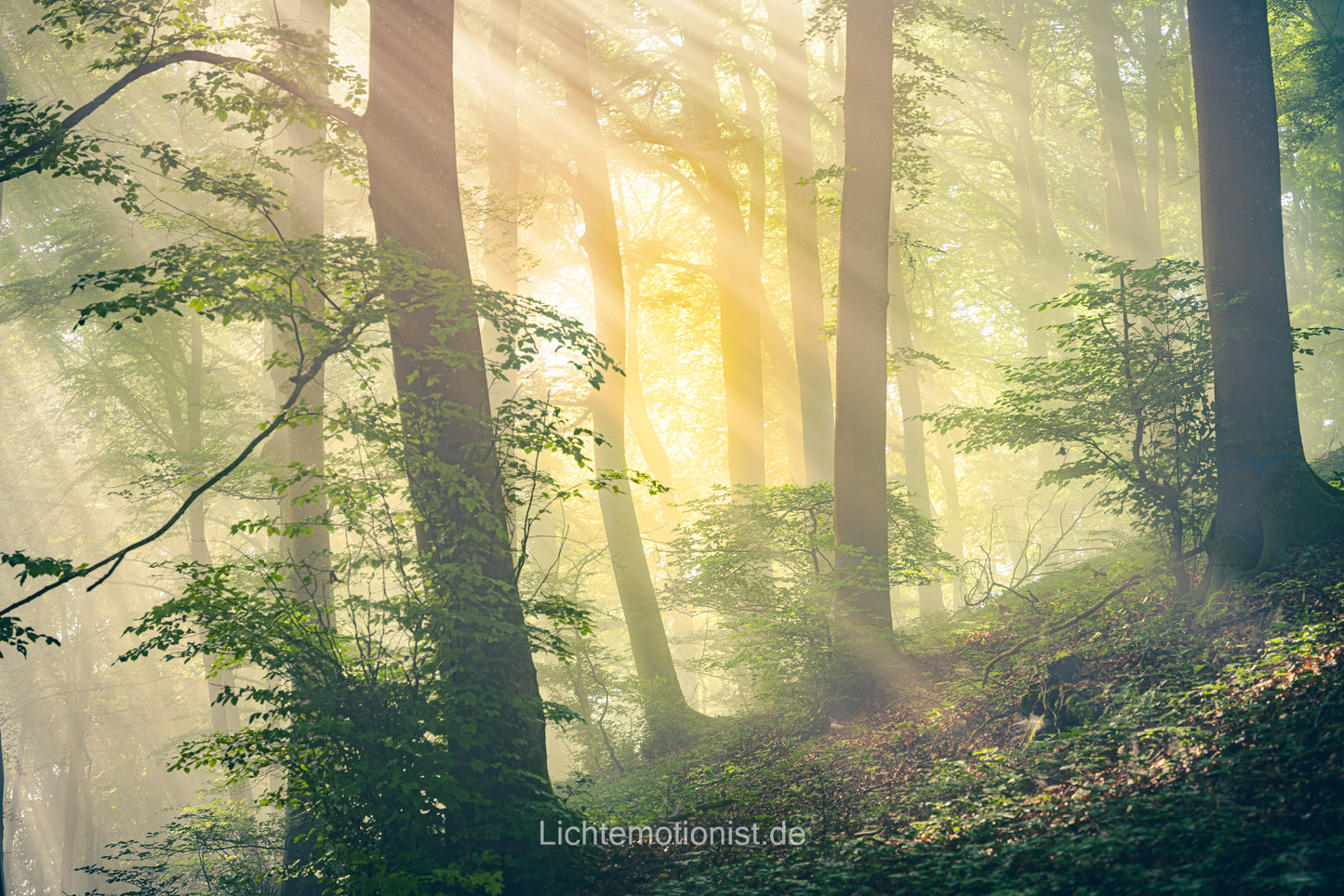 Zauberhaftes Morgenlicht im Wald (1)