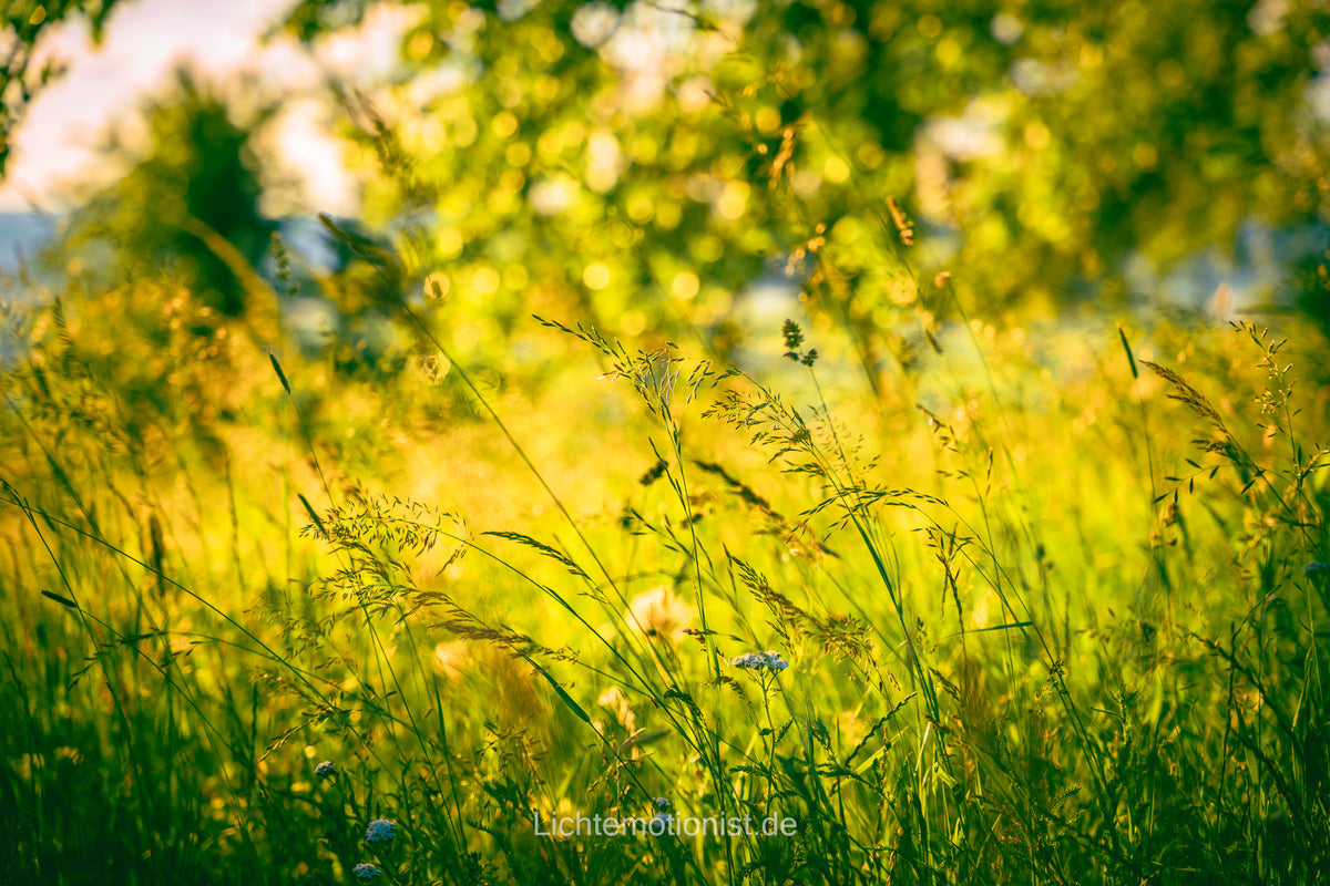 Frühlingslicht und Schatten – Gräser im sanften Grün