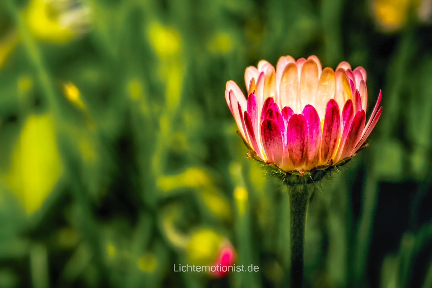 Leuchtendes Gänseblümchen im Detail