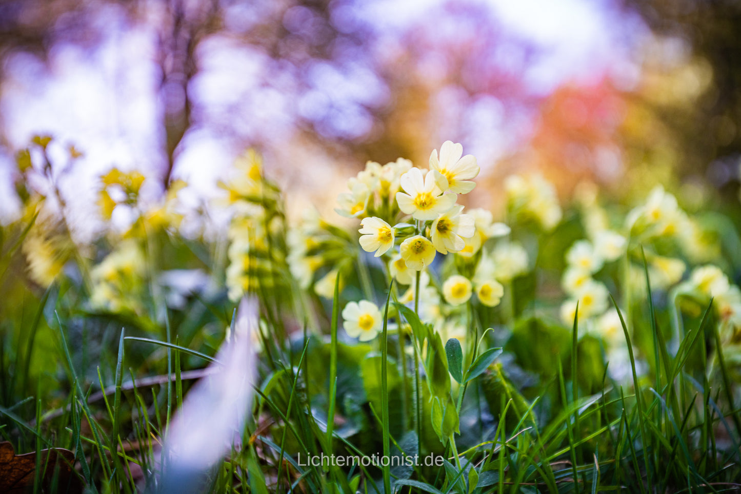 Schlüsselblumen im leuchtenden Frühling
