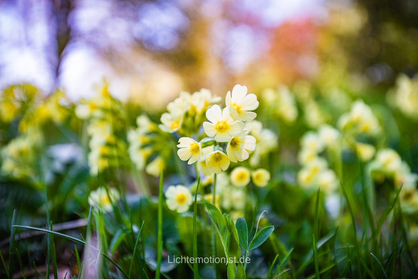 Schlüsselblumen im Frühling