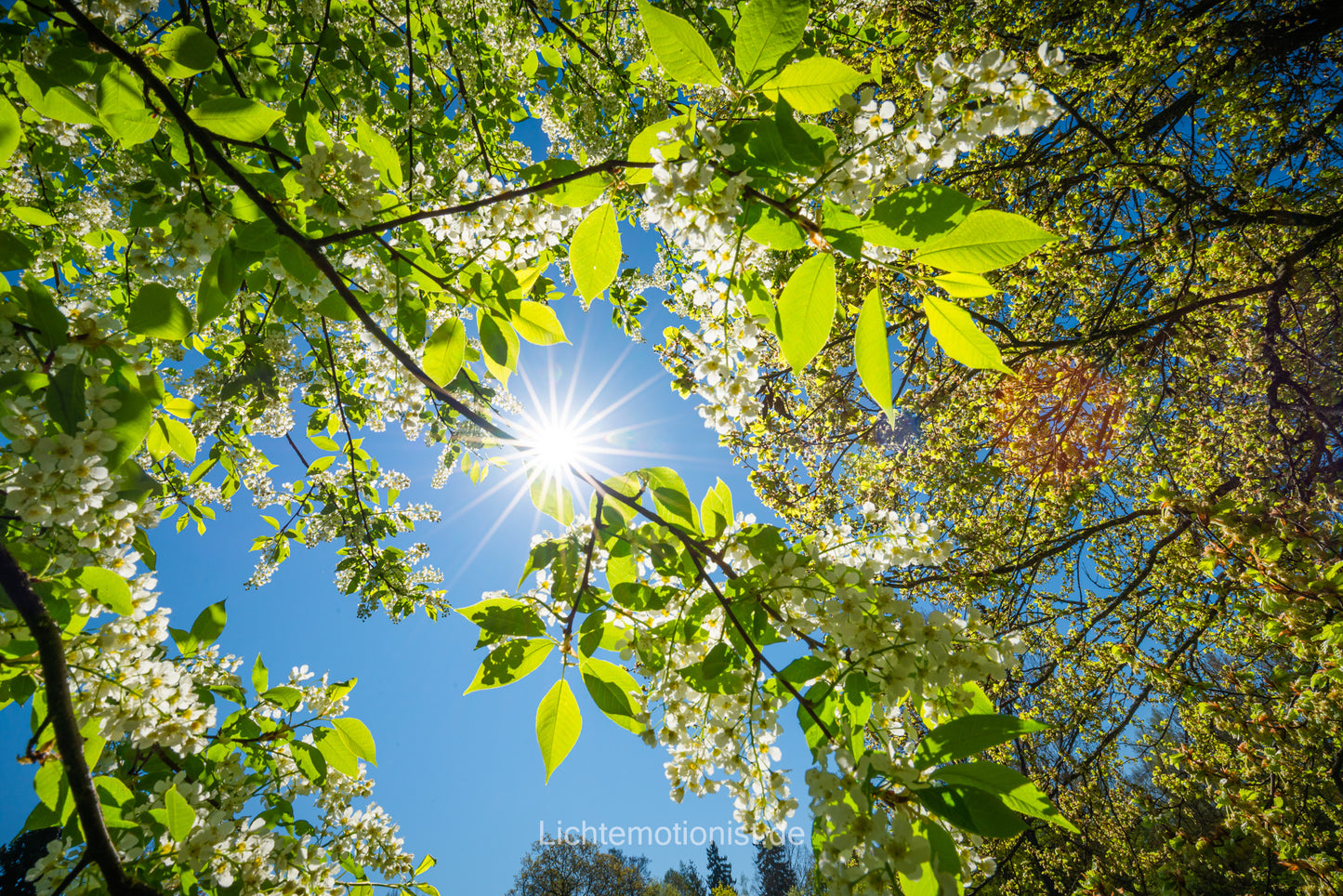 Sonnenstern im Blütenmeer